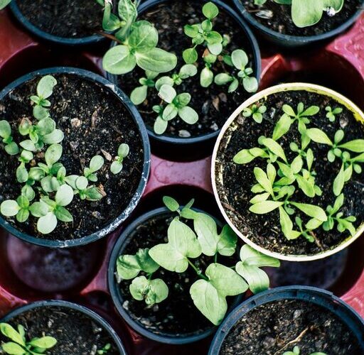 Cum să începi o grădină de legume acasă: sfaturi simple pentru începători